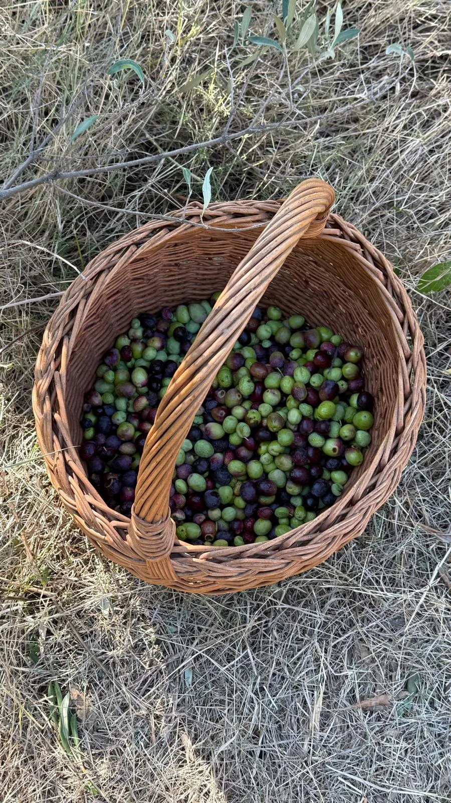 Freshly harvested family olives