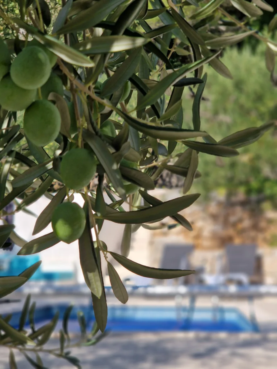 Olive branches from the family grove beside the pool