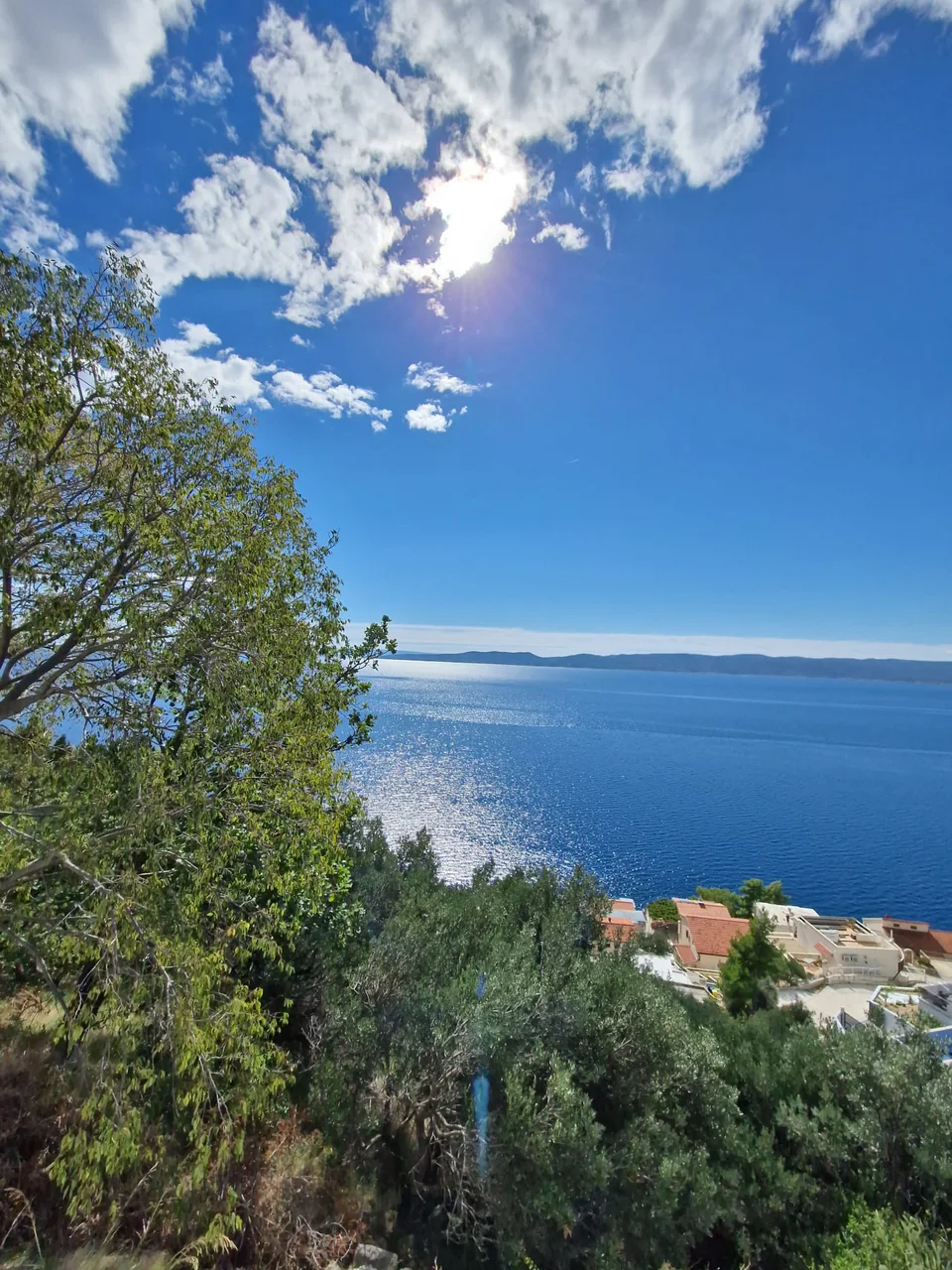 Olive trees looking towards the Adriatic