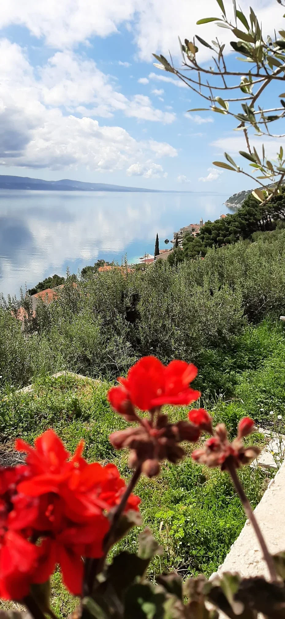 Olive trees and flowers above the Adriatic