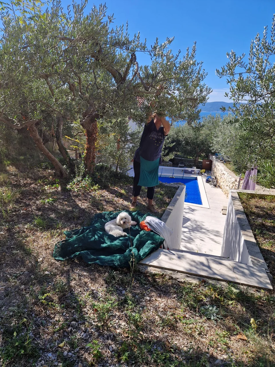 The family olive harvest beside the pool